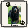 Rainbow Bridge Memorial Booklet — Digital PDF