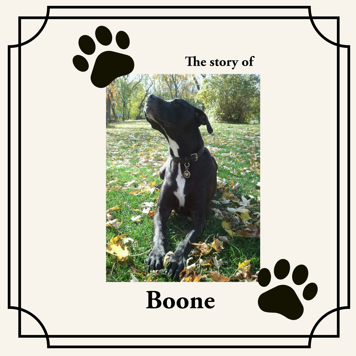 Rainbow Bridge Memorial Booklet softcover sample featuring Boone