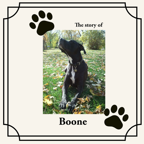 Rainbow Bridge Memorial Booklet softcover sample featuring Boone