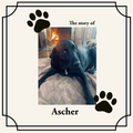 Rainbow Bridge Memorial Booklet softcover sample featuring Ascher